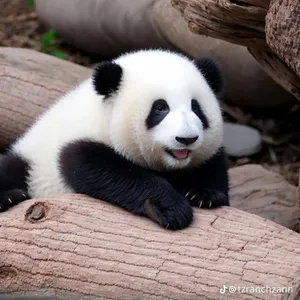 pandabizvn